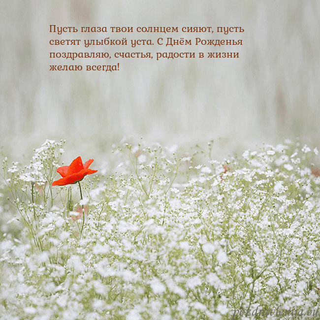 Электронная открытка с белыми цветами