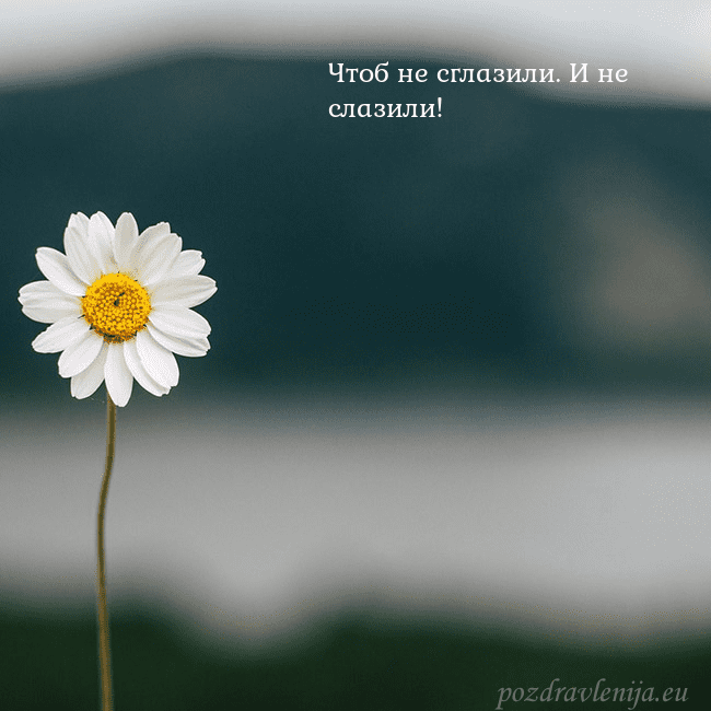 Электронная открытка с ромашкой