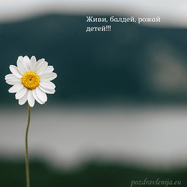 Электронная открытка с ромашкой