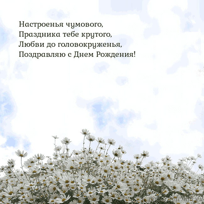 Открытка с ромашками