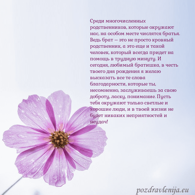 Электронная открытка с фиолетовым цветком