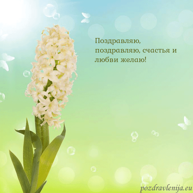 Открытка с гиацинтом