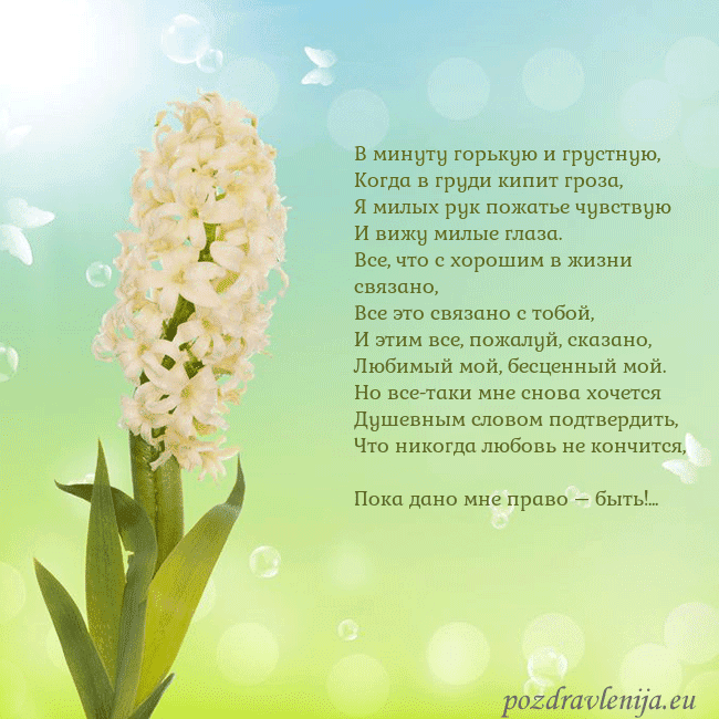 Открытка с гиацинтом