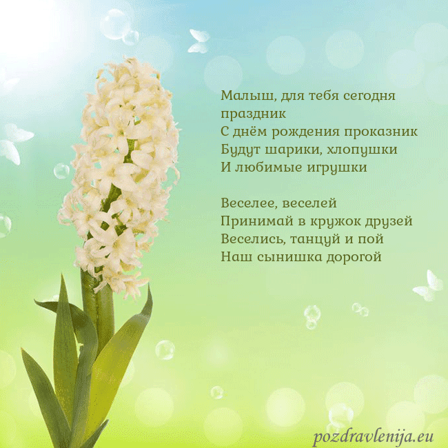 Открытка с гиацинтом