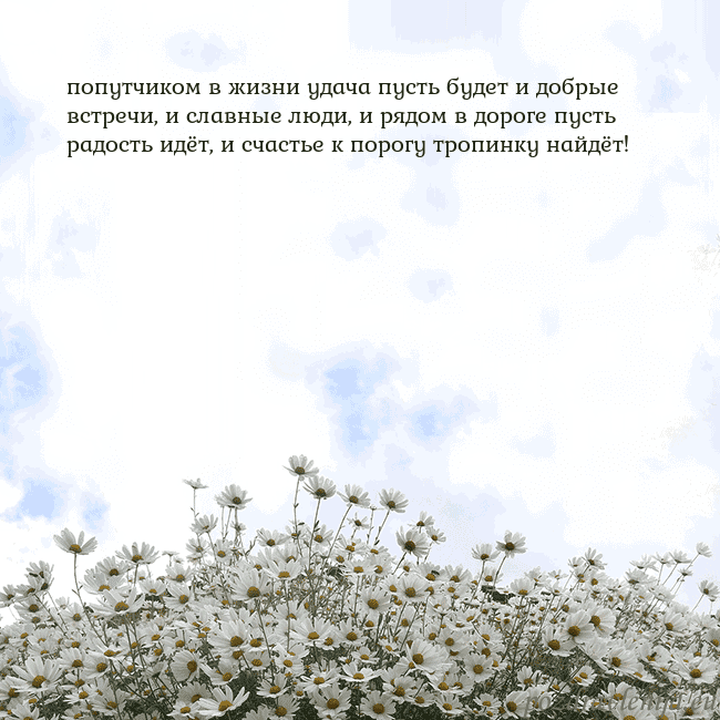 Открытка с ромашками