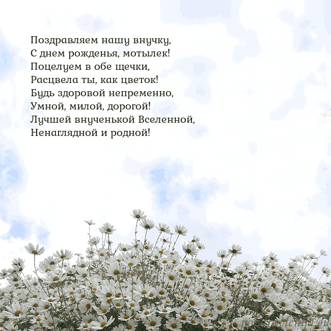 Открытка с ромашками