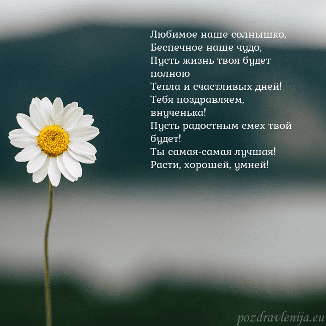 Электронная открытка с ромашкой