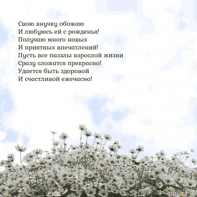 Открытка с ромашками