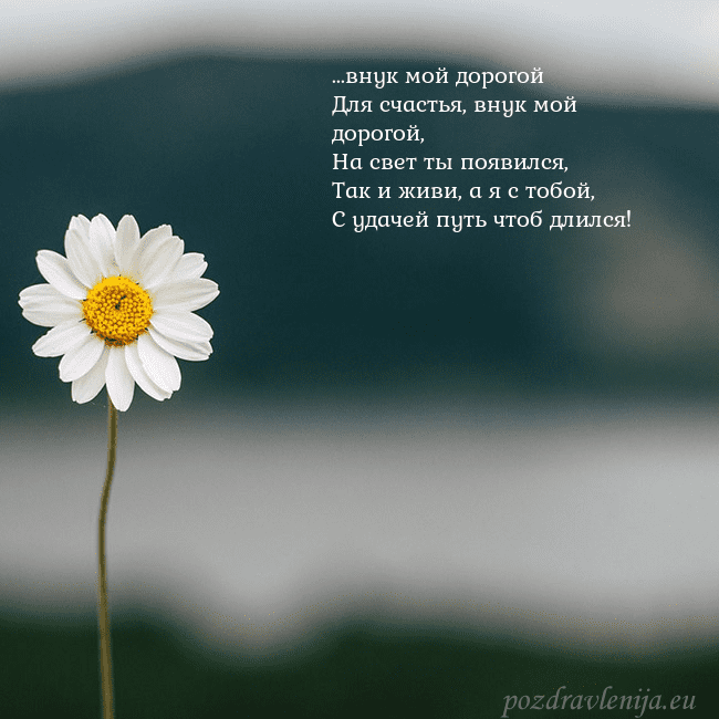 Электронная открытка с ромашкой