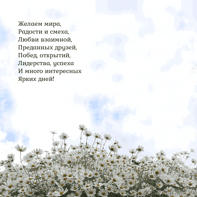 Открытка с ромашками
