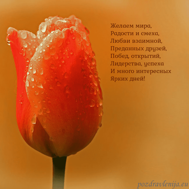 Открытка с красным тюльпаном