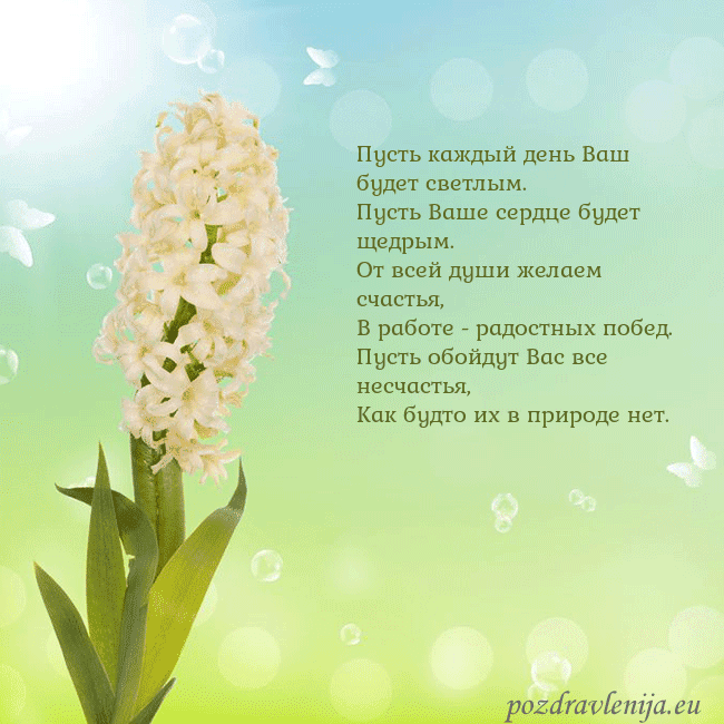 Открытка с гиацинтом