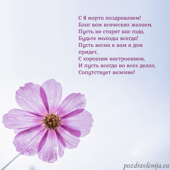 Электронная открытка с фиолетовым цветком С 8 марта поздравляем!
Благ вам всяческих желаем,
Электронная открытка с фиолетовым цветком