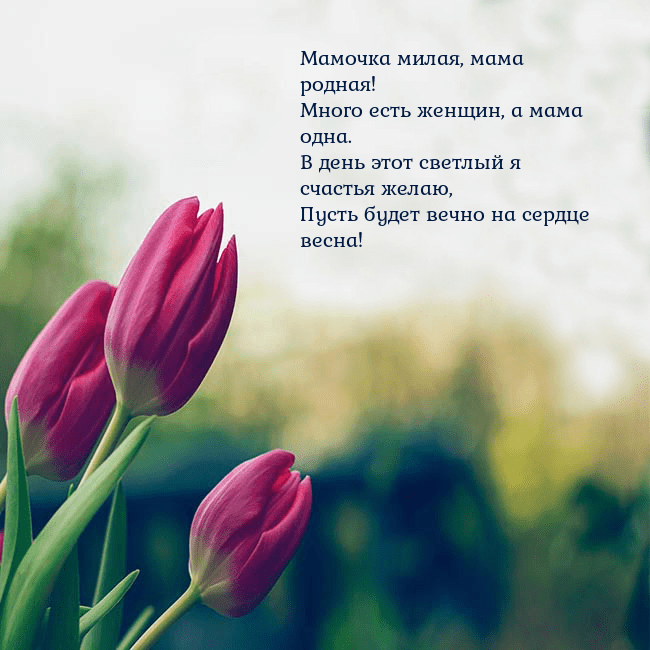 Открытка с тремя красными тюльпанами Мамочка милая, мама родная!
Много есть женщин, а м Открытка с тремя красными тюльпанами