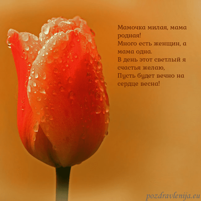 Открытка с красным тюльпаном Мамочка милая, мама родная!
Много есть женщин, а м Открытка с красным тюльпаном