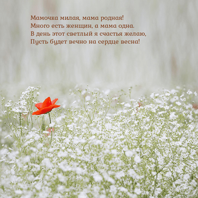 Электронная открытка с белыми цветами Мамочка милая, мама родная!
Много есть женщин, а м Электронная открытка с белыми цветами