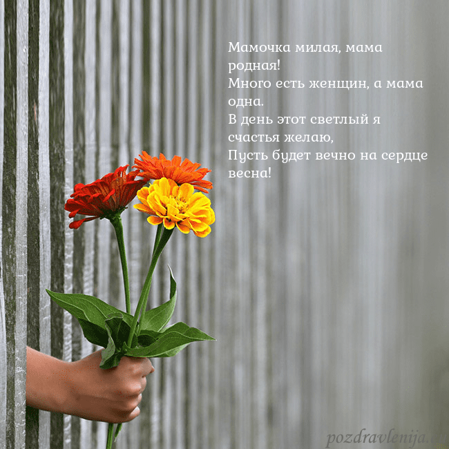 Электронная открытка с букетом цветов Мамочка милая, мама родная!
Много есть женщин, а м Электронная открытка с букетом цветов