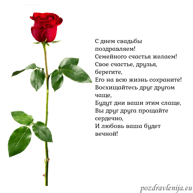 Открытка с красной розой С днем свадьбы поздравляем!
Семейного счастья жела Открытка с красной розой