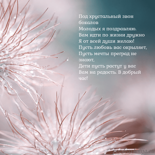 Открытка с пушистыми растениями Под хрустальный звон бокалов
Молодых я поздравляю. Открытка с пушистыми растениями