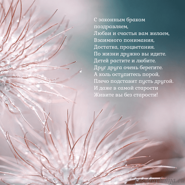 Открытка с пушистыми растениями С законным браком поздравляем,
Любви и счастья вам Открытка с пушистыми растениями