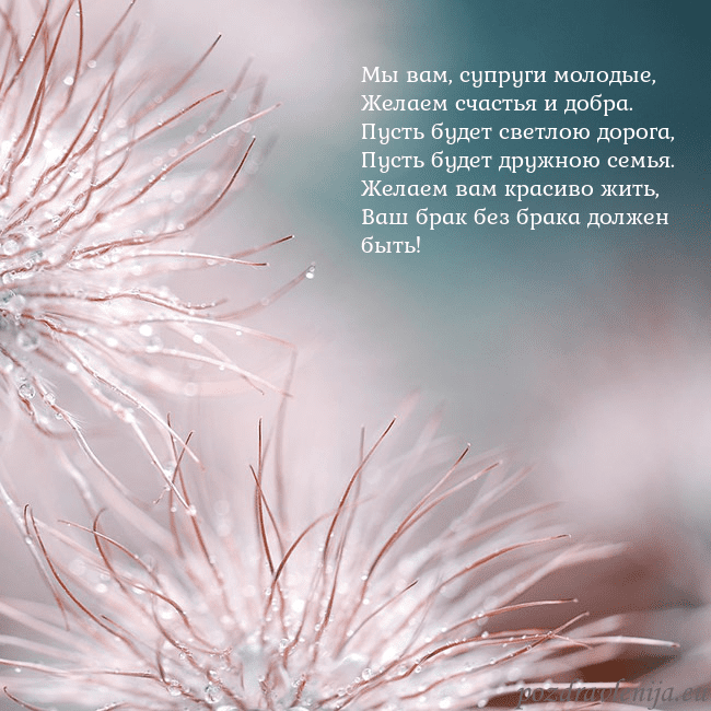 Открытка с пушистыми растениями Мы вам, супруги молодые,
Желаем счастья и добра.
П Открытка с пушистыми растениями