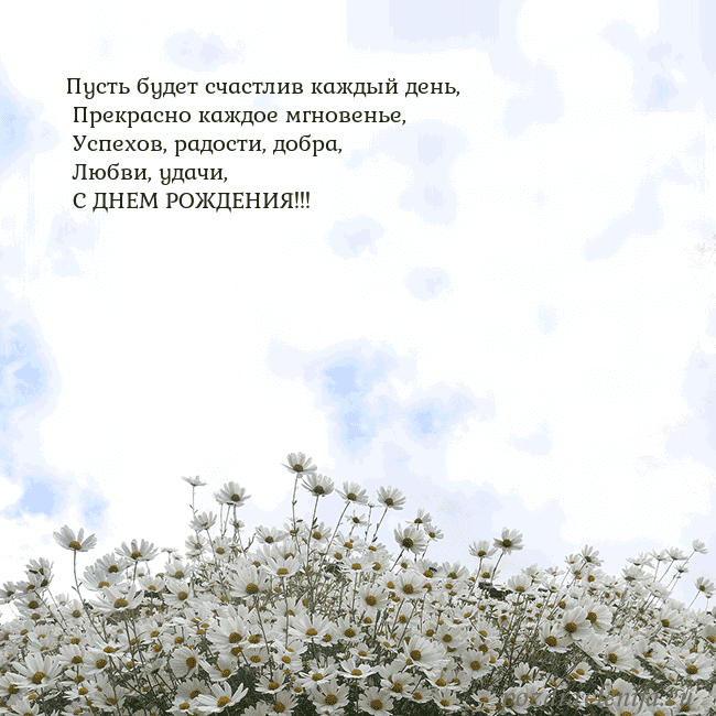 Открытка с ромашками