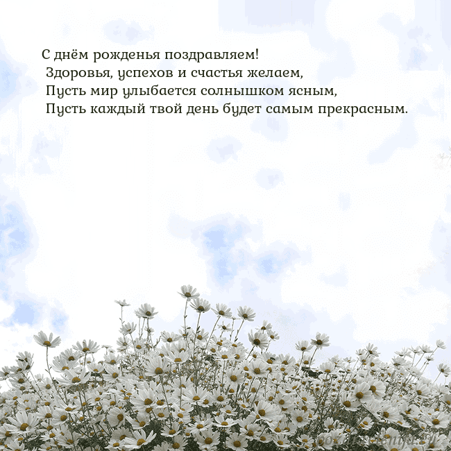 Открытка с ромашками
