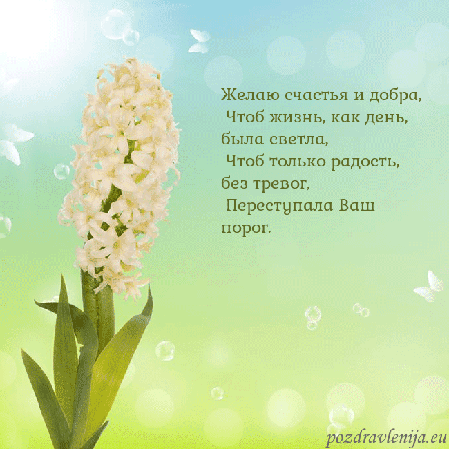 Открытка с гиацинтом