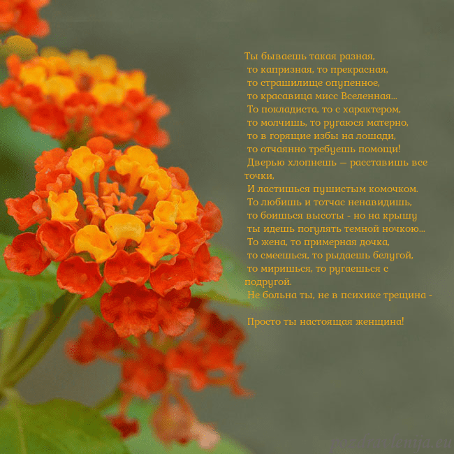 Открытка с оранжевыми цветами Ты бываешь такая разная,
то капризная, то прекра Открытка с оранжевыми цветами