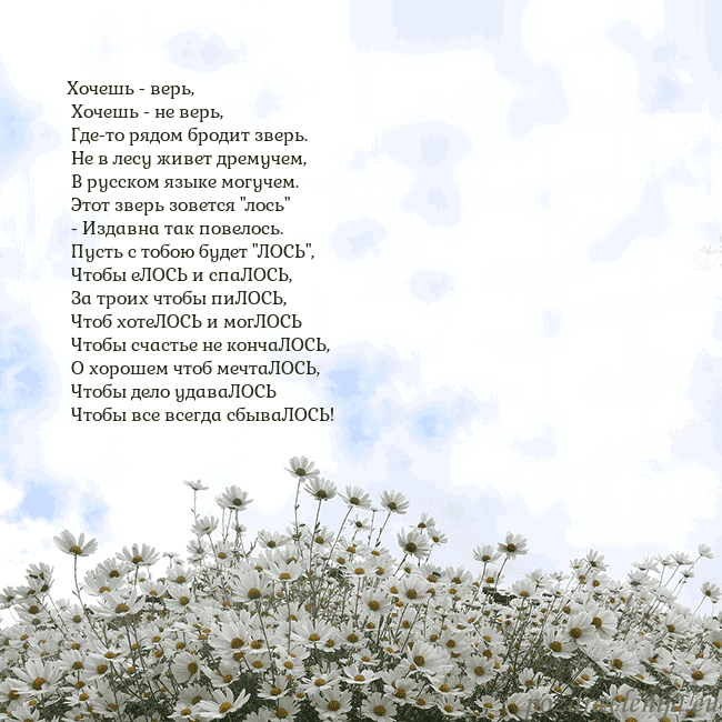 Открытка с ромашками