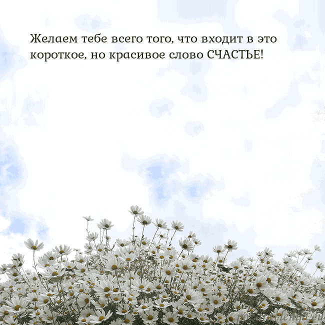 Открытка с ромашками