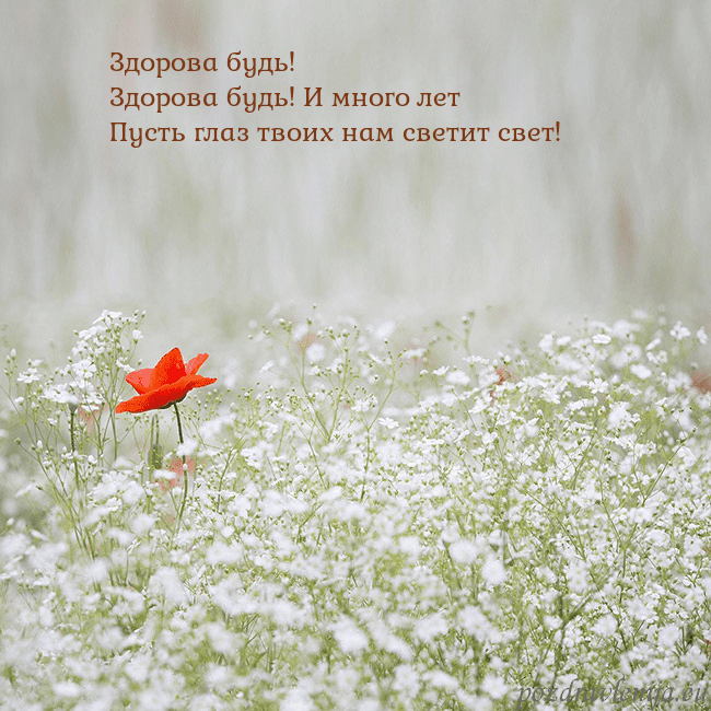 Электронная открытка с белыми цветами