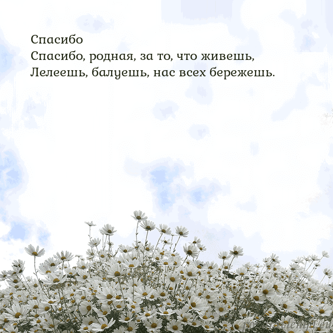 Открытка с ромашками