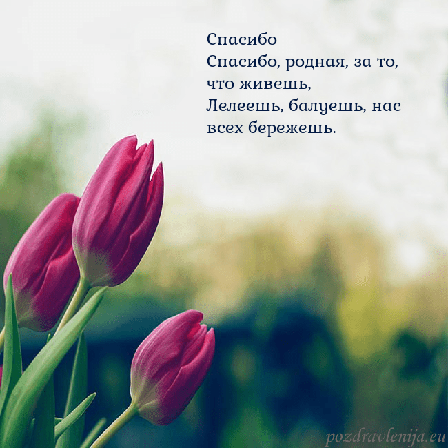 Открытка с тремя красными тюльпанами