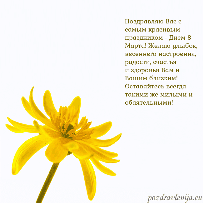 Открытка с желтым цветком Поздравляю Вас с самым красивым праздником - Днем Открытка с желтым цветком
