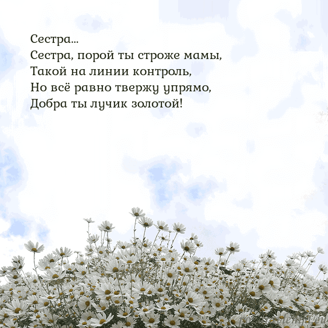 Открытка с ромашками