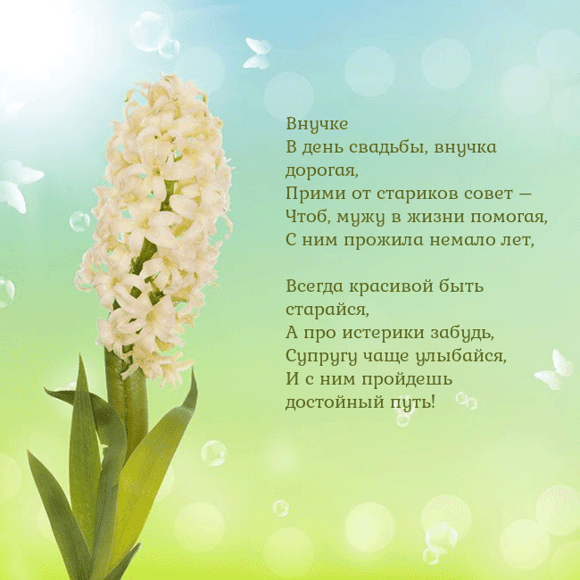 Открытка с гиацинтом Внучке
В день свадьбы, внучка дорогая,
Прими от ст Открытка с гиацинтом