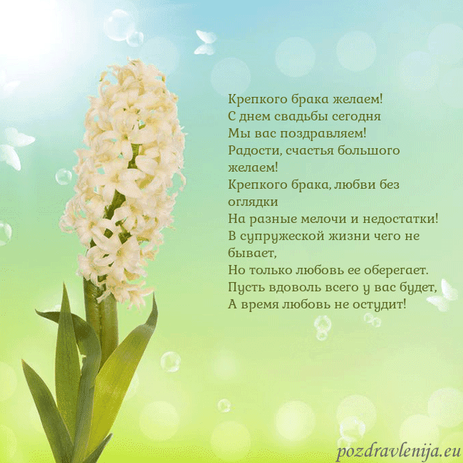 Открытка с гиацинтом Крепкого брака желаем!
С днем свадьбы сегодня
Мы в Открытка с гиацинтом