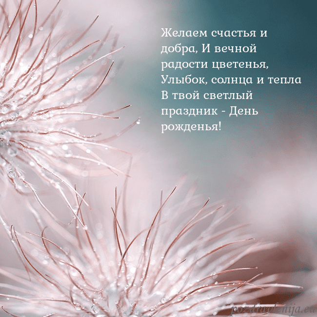 Открытка с пушистыми растениями