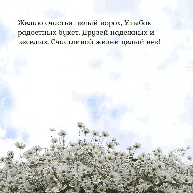 Открытка с ромашками