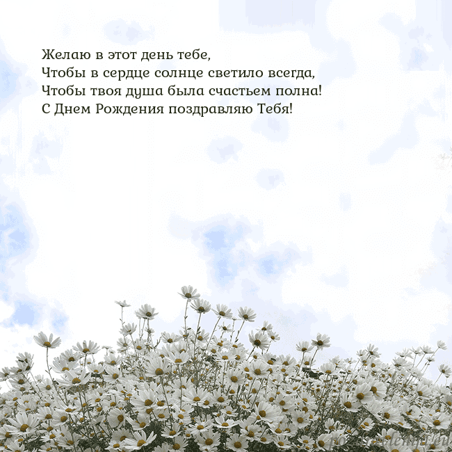 Открытка с ромашками