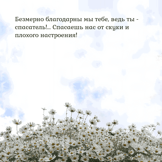 Открытка с ромашками