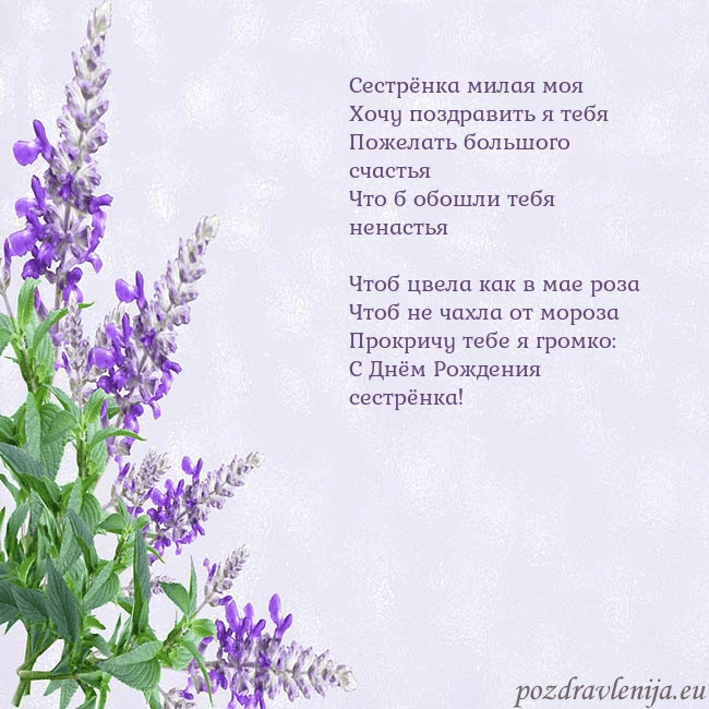 Открытка с люпинами