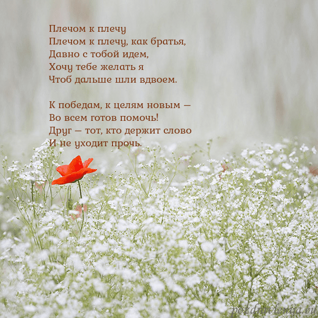 Электронная открытка с белыми цветами