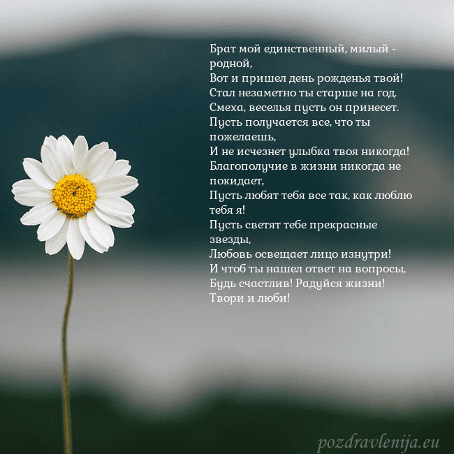 Электронная открытка с ромашкой