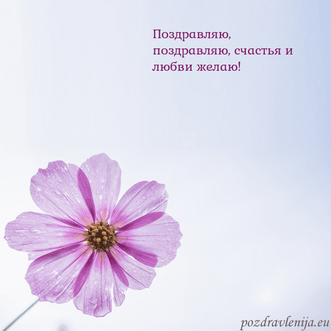 Электронная открытка с фиолетовым цветком