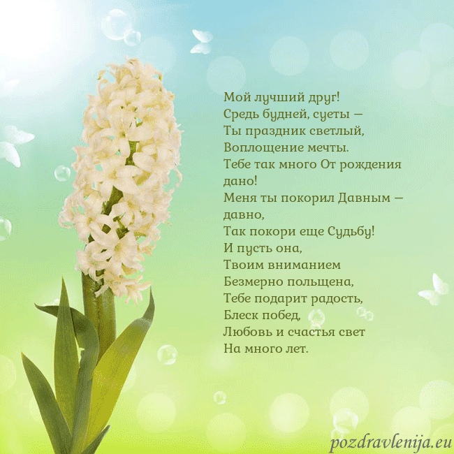 Открытка с гиацинтом
