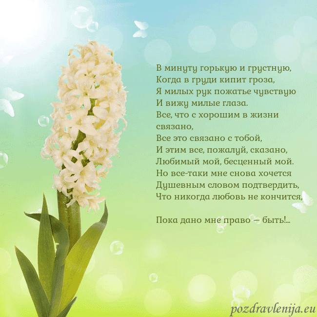 Открытка с гиацинтом