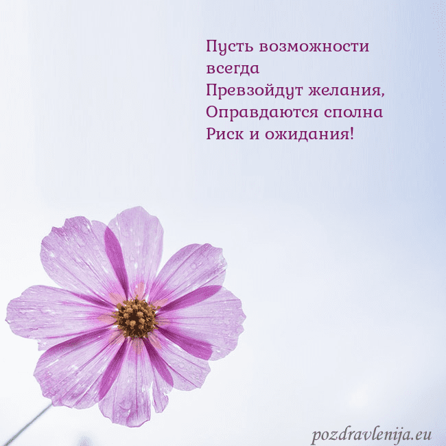 Электронная открытка с фиолетовым цветком