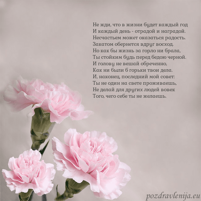 Открытка с розовыми гвоздиками
